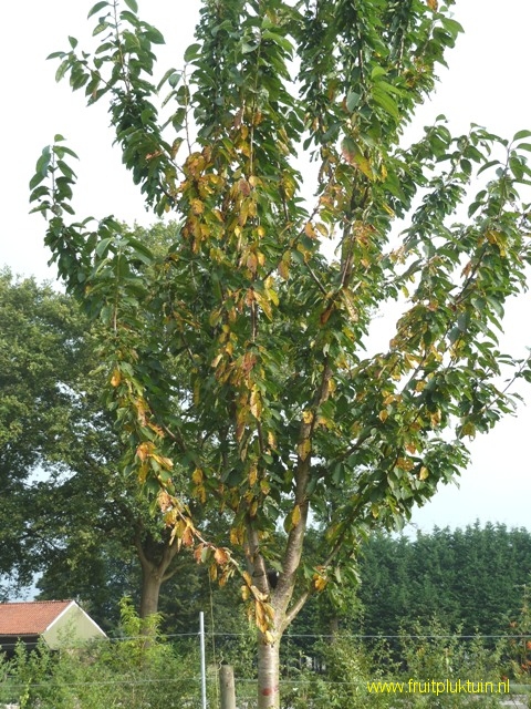 Perzikboom (halfstam) (Prunus persica)