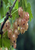 Aalbes roze (Ribes rubrum)