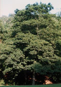 Esdoorn hoogstam (Acer pseudoplatanus)