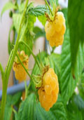 Framboos (Rubus idaeus) zomervariëteit 'Glen ample' (geel)