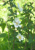 Bosplantsoen - Hondsroos (Rosa canina)