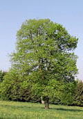 Kleinbladige linde maat 60/90 (Tilia cordata)