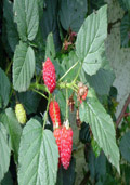 Framboos zomervariëteiten (Rubus idaeus zomer)