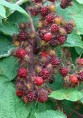 kleinfruit - Japanse wijnbes  (Rubus phoenicolasius)