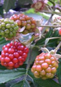 Doornloze braam (Rubus 'Thornless Evergreen')