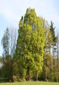 Veldesdoorn maat 60/90 (Acer campestre)