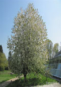 Zoete kers hoogstam (Prunus avium)