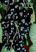 Aalbes zwart (Ribes nigra)