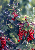 kleinfruit - Aalbes rood (Ribes Ribrum)