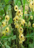 Aalbes wit (Ribes rubrum)
