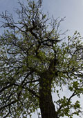 Pruimenboom (halfstam) (Prunus persica)