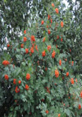 Lijsterbes hoogstam (Sorbus aucuparia)