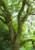 fruitbomen - halfstam - Okkernoot