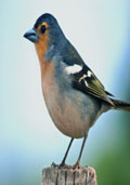 Vogelbosje (plantenpakket)