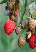 kleinfruit - Framboos (Rubus idaeus) herfstvariëteiten