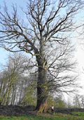 Zomereik maat 60/90 (Quercus robur)