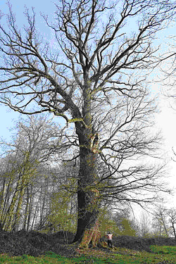 Bosplantsoen - Zomereik (Quercus robur)