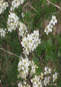 Sleedoorn maat 60/90 (Prunus spinosa)