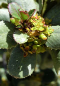 Vuilboom (sporkehout) maat 60/90 (Rhamnus frangula)